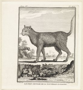 Wild Cat by W. Tringham