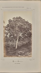 Ficus carica, in Nice (Alpes-Maritimes) by W. de Bray