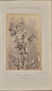 Solanum Sanctum, Cuelli at Èze (Alpes-Maritimes) by W. de Bray