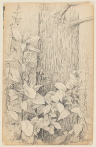 Study of Undergrowth by Walter Clark