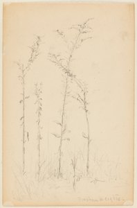 Study of Wild Plants, Fordham Heights