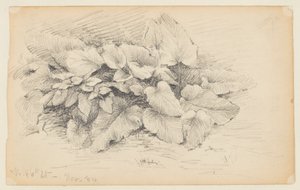 Study of a Plant, West 86th Street by Walter Clark