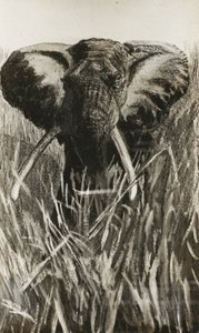 African elephant