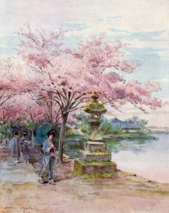 Cherry Blossom and Stone Lantern, Ueno Park