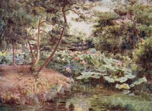 Pine and Pink Lotuses at Kofu