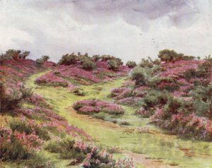 The New Forest: Bell Heather on Setley Plain
