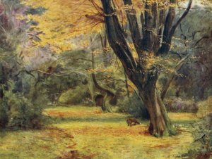 The New Forest: Maples, near Queen