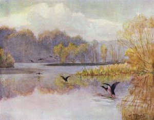 The New Forest: The Pool at Minstead Mill by Walter Frederick Roofe Tyndale