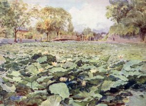 White Lotus, the Castle Moat, Kofu