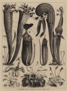 Carnivorous Plants in the Royal Botanic Gardens, Kew