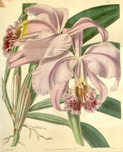 Cattleya Mossiae