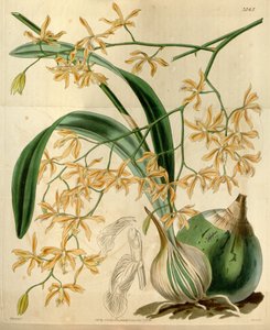 Encyclia Candollei by Walter Hood Fitch