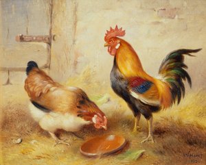 Chickens Feeding