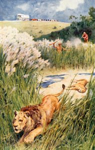 The Boers of the Party Boldly Tackled a Lion and Lioness