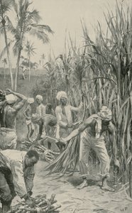 Trinidad Coolies at Work in a Cane-Field by Walter Stanley Paget