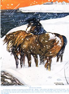 Shetland Ponies, Illustration from 