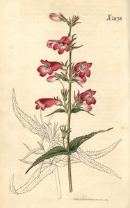 Penstemon campanulatus, Blume von Weddell Weddell