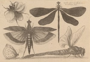 Dragonflies and a Bumble Bee by Wenceslaus Hollar