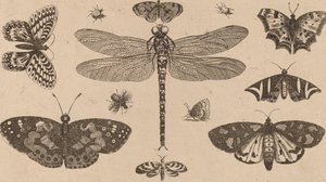 Dragonfly, Ladybirds, and Butterflies by Wenceslaus Hollar