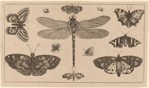 Dragonfly, Ladybirds, and Butterflies by Wenceslaus Hollar