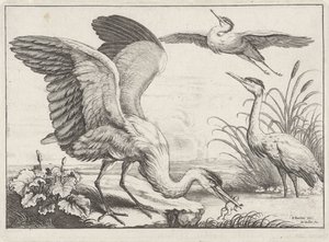 Three Herons by Wenceslaus Hollar