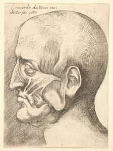 Ecorche head of a man in profile to left