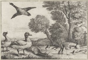 Ducks (Diversae avium species series) (Various Birds series)
