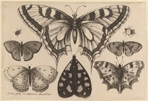 Five Butterflies, a Moth, a Beetle, and a Spider by Wenceslaus Hollar