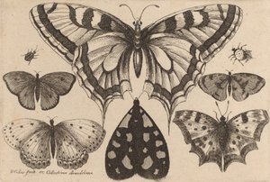 Five Butterflies, a Moth, and Two Beetles, 1646 by Wenceslaus Hollar