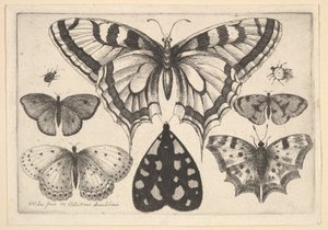 Five Butterflies, a Moth and Two Beetles by Wenceslaus Hollar