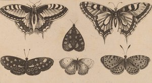 Five Butterflies and a Moth by Wenceslaus Hollar