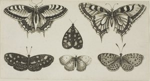 Five Butterflies and a Moth by Wenceslaus Hollar