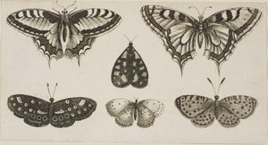 Five Butterflies and a Moth by Wenceslaus Hollar