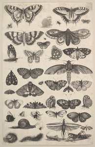 Forty-One Insects, Including Moths and Butterflies by Wenceslaus Hollar