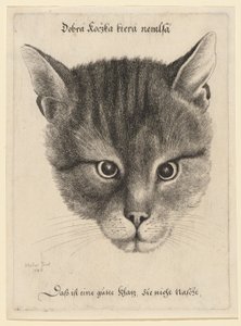 Head of a Cat (Middle Size) by Wenceslaus Hollar