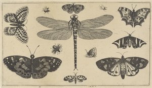 Dragonfly, Ladybugs, and Butterflies (Various Insects) by Wenceslaus Hollar