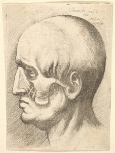 Male head in profile to left with muscles exposed, 1660