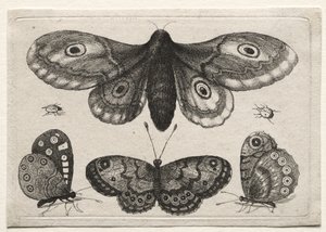 Various Figures and Forms of Flies, Beetles, and Worms: A Moth, Three Butterflies, and Two Beetles by Wenceslaus Hollar