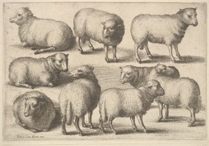 Nine Sheep by Wenceslaus Hollar