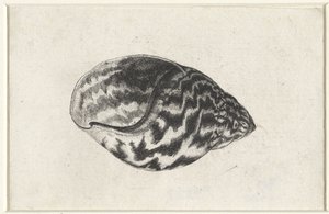 Shell, Achatina Achatina, Shells (series title) by Wenceslaus Hollar