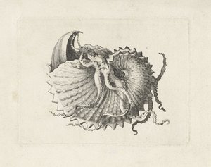 Shell, Argonauta Nodosa (Shells) by Wenceslaus Hollar