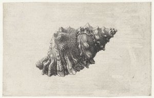 Shell, Bursa Rubeta by Wenceslaus Hollar