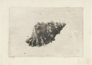Shell, Bursa Rubeta by Wenceslaus Hollar