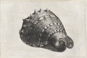 Shell, Cassis Cornuta (Shells) by Wenceslaus Hollar