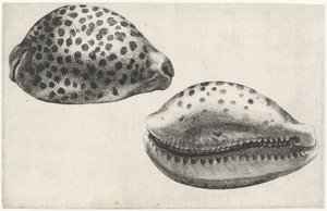 Shell, Cypraea Tigris by Wenceslaus Hollar