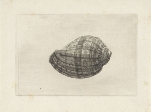 Shell, Harpa Major by Wenceslaus Hollar