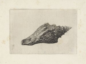 Shell, Hemifusus Ternatanus by Wenceslaus Hollar