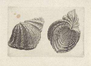 Shell, Hippopus Hippopus by Wenceslaus Hollar