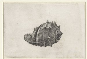Shell, Melongena Melongena by Wenceslaus Hollar