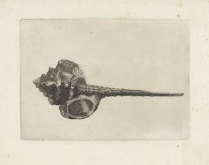 Shell, Murex Haustellum